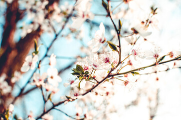 Kirschblüten