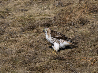 Red-Tailed Hawk Standing on Old Grass Field, Portrait in Winter