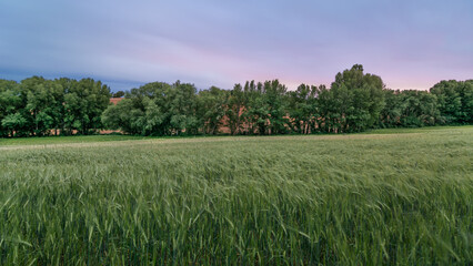 Campo verde