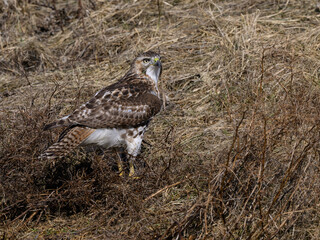 Red-Tailed Hawk Standing on Old Grass Field, Portrait in Winter