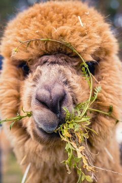 Gras mampfendes braunes wolliges Alpaka mit gespaltener Oberlippe. Lustiges Lama beim Essen mit funny face. Alpaka oder Lama mit lustigem Gesichtsausdruck. Erwischt!