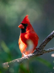 red cardinal perched in a tree