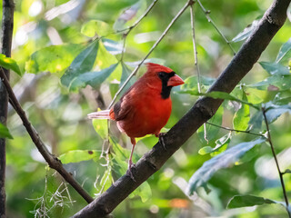 red cardinal perched in a tree