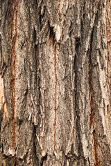 Wood tree trunk deep structured texture surface
