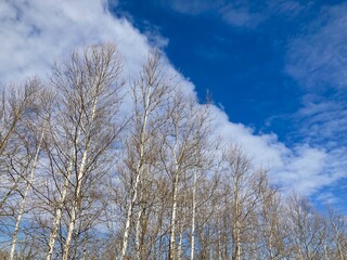birch trees in the winter