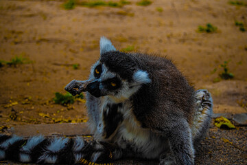 lemur sitting on the ground