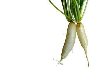 fresh two white radish vegetable on white background, vegetable, food, health, copy space