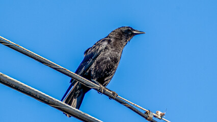 Considering; The Curious Crow