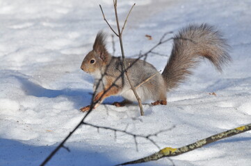Animals are a traditionally (since the time of Aristotle) distinguished category of organisms, currently considered as a biological kingdom.