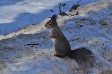 Animals are a traditionally (since the time of Aristotle) distinguished category of organisms, currently considered as a biological kingdom.