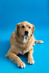 Selective focus vertical portrait of stunning yellow Bernese Mountain Dog mixed with Pyrenean Mountain Dog lying down against plain blue background