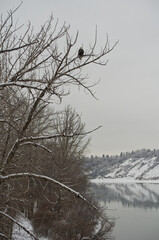 Fototapeta na wymiar North Saskatchewan River on a Cloudy Winter Day