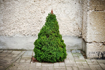 Small green baby fir growing on paved tiled yard near concrete building wall