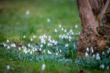 Spring flowers