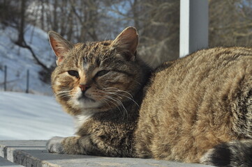 Animals are a traditionally (since the time of Aristotle) distinguished category of organisms, currently considered as a biological kingdom.