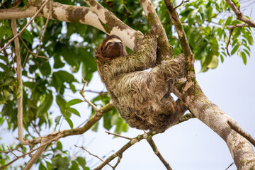 three-toed sloth © John