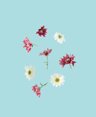Spring background with white daisies and purple dahlia flowers on blue background.