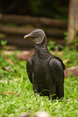 black vulture