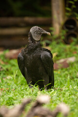 black vulture
