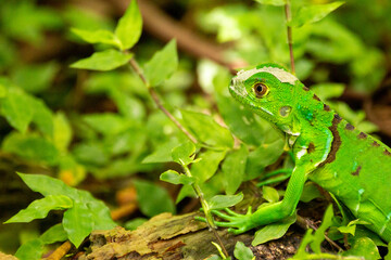 green iguana