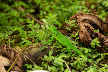 green iguana
