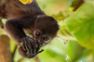 baby mantled howler monkey