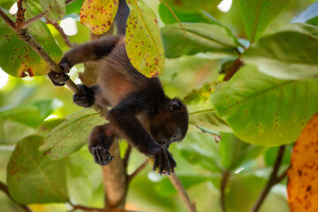 Mantled howler monkey