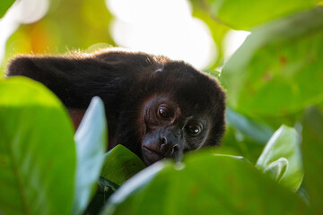 Mantled howler monkey