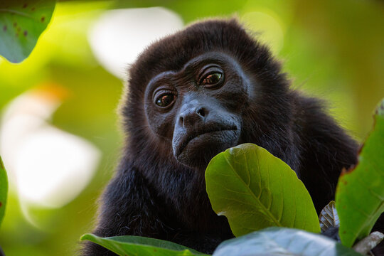 Mantled howler monkey