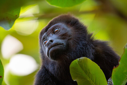 Mantled howler monkey