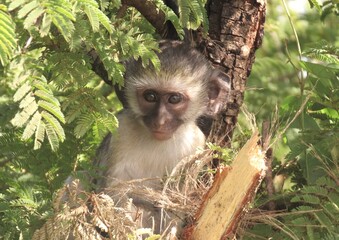 Vervet monkey in tree in Kruger National Park