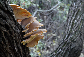 Fungi on wild oak tree.