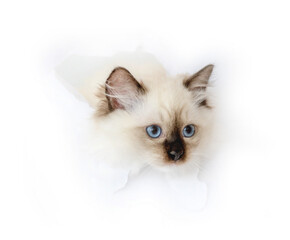 Ragdoll cat in light room