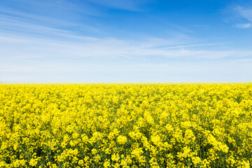Yellow rapeseed field flowering in farmland  in countryside , spring landscape under blue sky on sunny day in springtime, nature background 