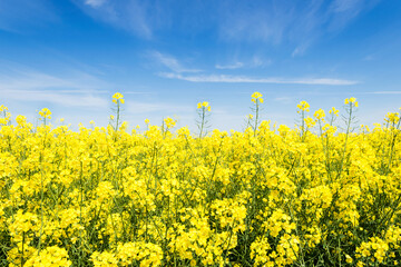 Yellow rapeseed field flowering in farmland  in countryside , spring landscape under blue sky on...