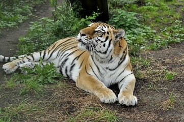 Animals are a traditionally (since the time of Aristotle) distinguished category of organisms, currently considered as a biological kingdom.