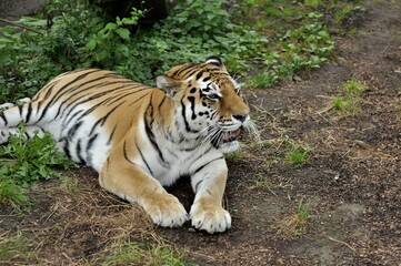 Animals are a traditionally (since the time of Aristotle) distinguished category of organisms, currently considered as a biological kingdom.