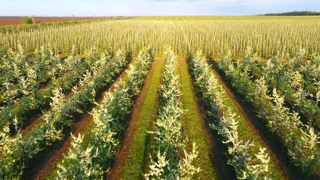 Top view of orchard with flowering trees on a sunny day.  Filmed in 4k video.