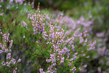 Obraz premium Heather blooms pale pink. Calluna or heather grows in small colonies. Small green leaves and pink small flowers bloomed on thin long branches, stems.