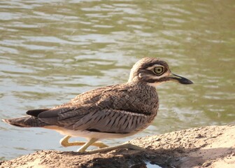 Water Thick-knee in Kruger National Park