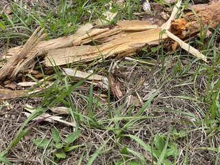 wood and grass