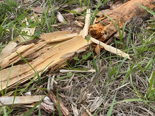 firewood in the forest