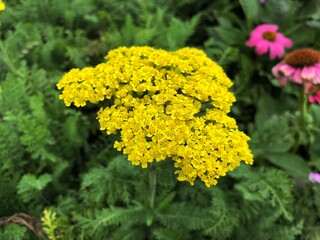 Close up of a cluster of yellow firefly sunshine flowers