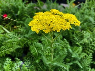 Wide shot of a cluster of yellow firefly sunshine flowers