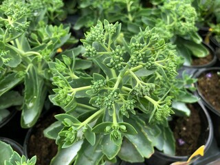 Close up of autumn fire sedum plants planted in pots