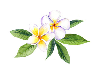 Frangipani plumeria flowers with leaves. Watercolor illustration