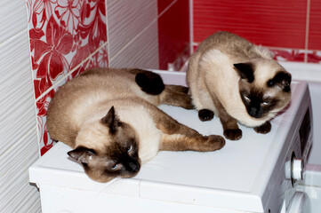 Siamese Thai two cats and a cat lie in a red bathroom