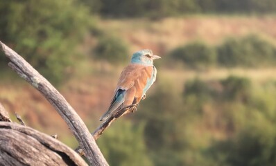European Roller in Kruger National Park