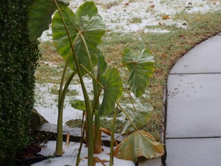 Elephant ears surviving from the onslaught of ice and snow during a snowstorm