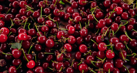 Red cherry. Bunch of ripe cherries with stems.